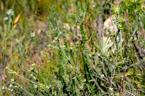 saffron bush (Gnidia anomala)