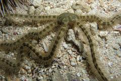 Macrophiothrix