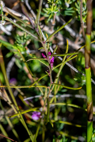 Mini Purplegorse (Muraltia minuta)