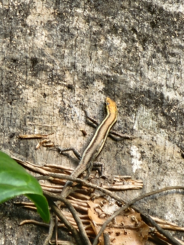 Cryptoblepharus yulensis observed 2025-11-10
