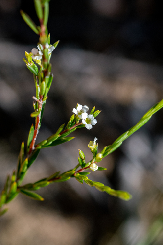 Resin Capemay (Coleonema juniperinum)