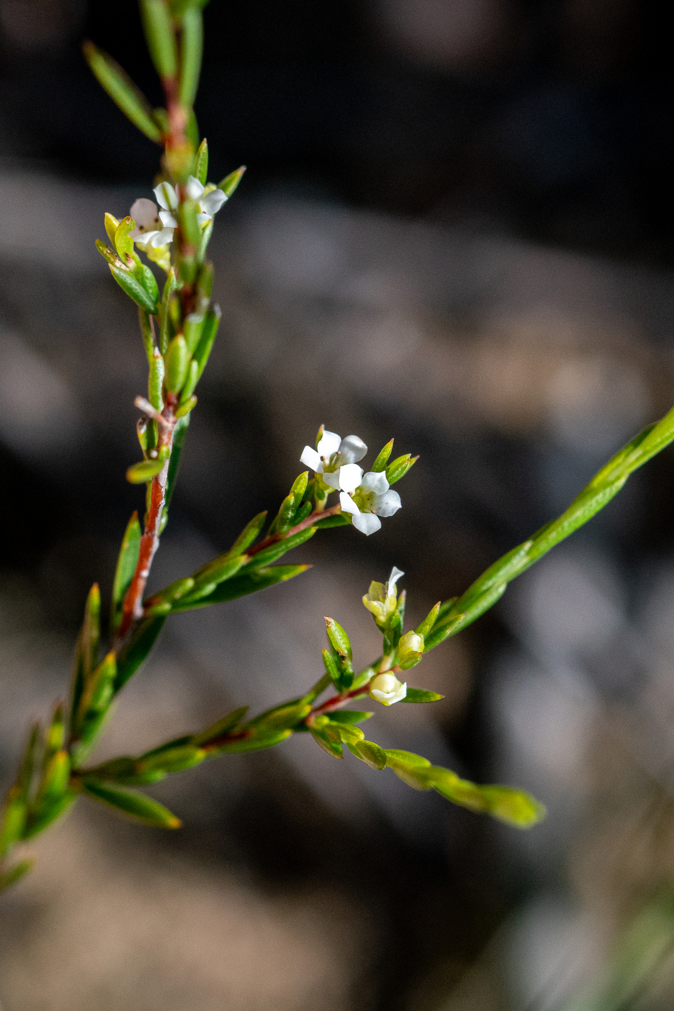 Resin Capemay (Coleonema juniperinum)