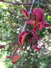Puccinia magellanica