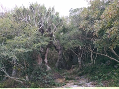 Beaucarnea recurvata