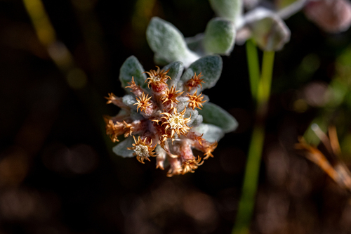 Chaff Everlasting (Helichrysum tinctum)