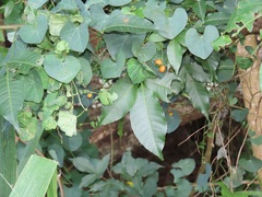 Cissampelos torulosa