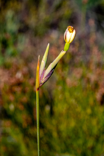 Slender Rushiris (Bobartia filiformis)