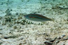 Stethojulis strigiventer