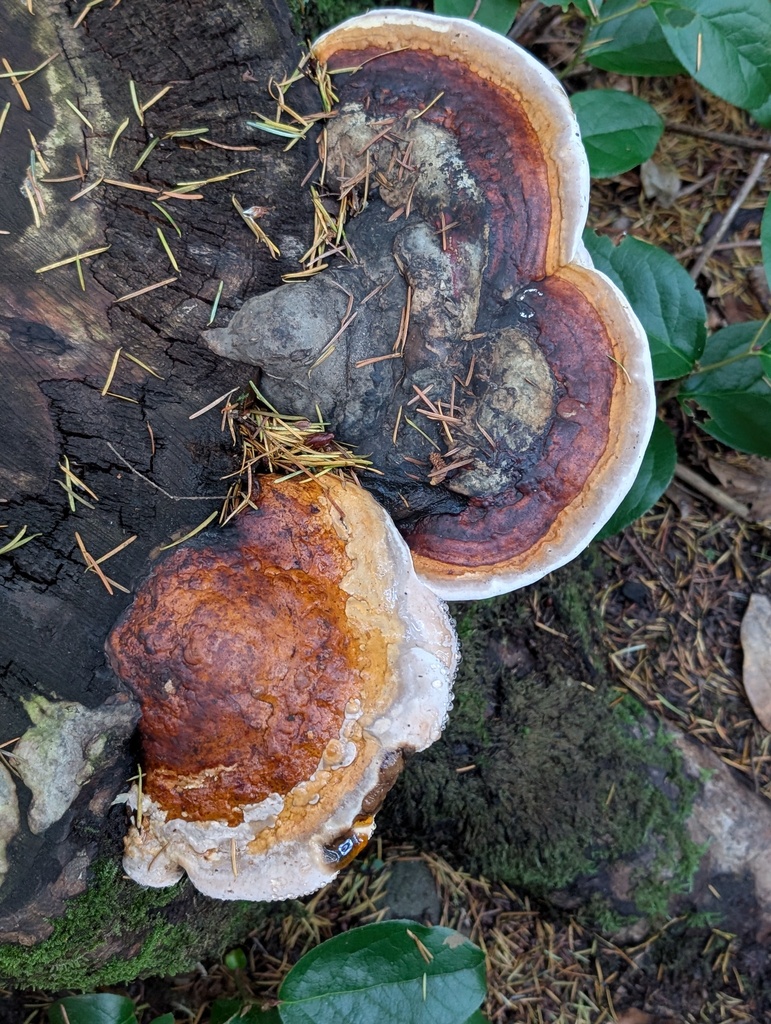 Fomitopsis mounceae · November 2025 · photo: © frondsinhighplaces (iNaturalist, cc-by)