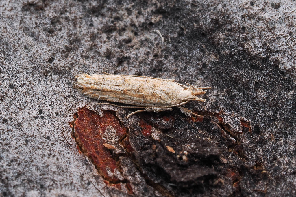 Trachydora droserodes