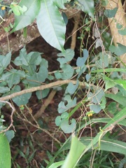 Cissampelos torulosa