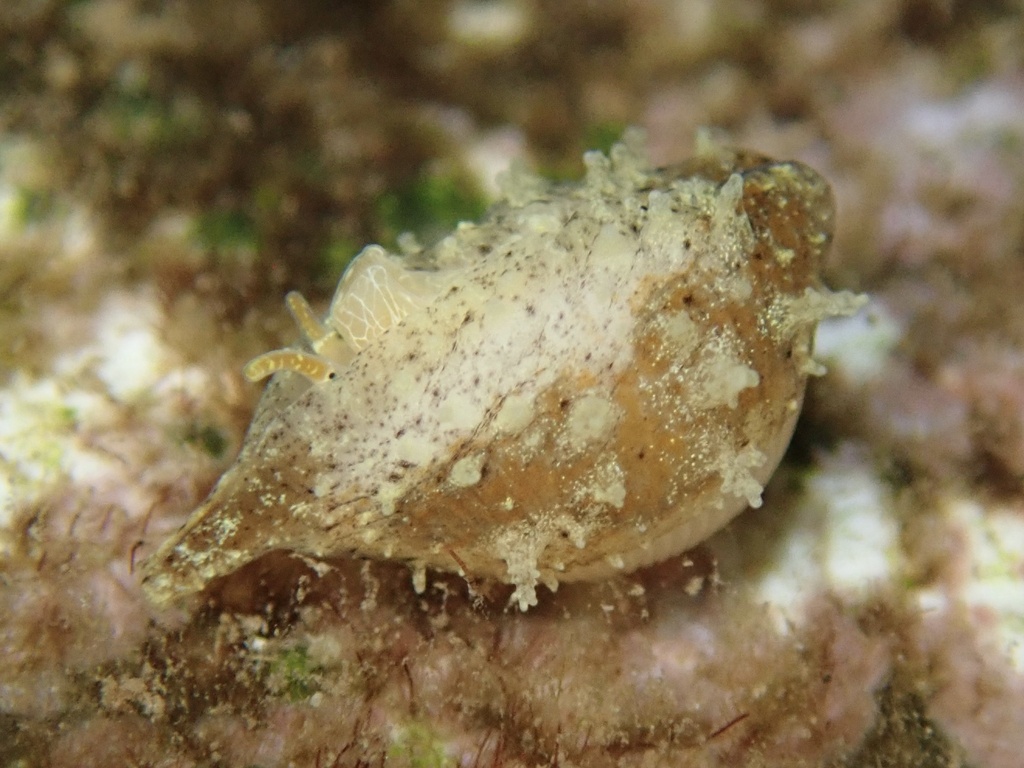Trivirostra edgari