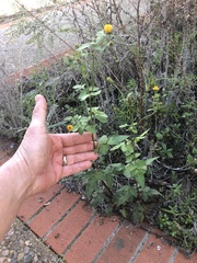 Bidens pilosa pilosa