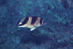 Chaetodon argentatus