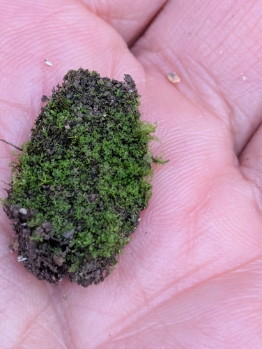 Top Notchwort (Mesoptychia turbinata)