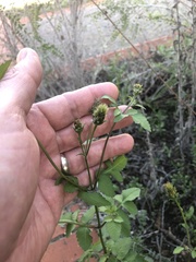 Bidens pilosa pilosa
