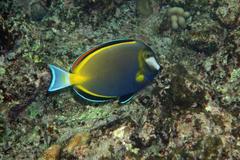 Acanthurus japonicus