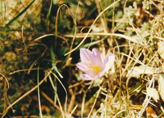 Crocus nevadensis