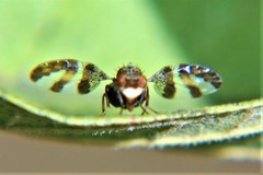 Dyscrasis