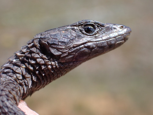 Oelofsen’s Girdled Lizard, Cordylus oelofseni