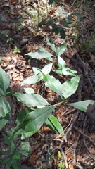 Ditrysinia fruticosa