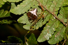 Verrucosa scapofracta