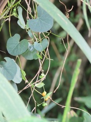 Cissampelos torulosa