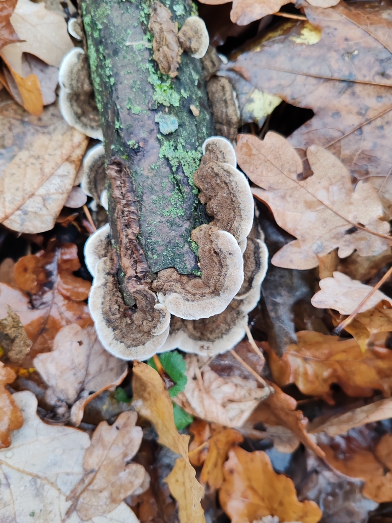 Porostereum spadiceum · November 2025 · photo: © p_andrey (iNaturalist, cc-by-nc)