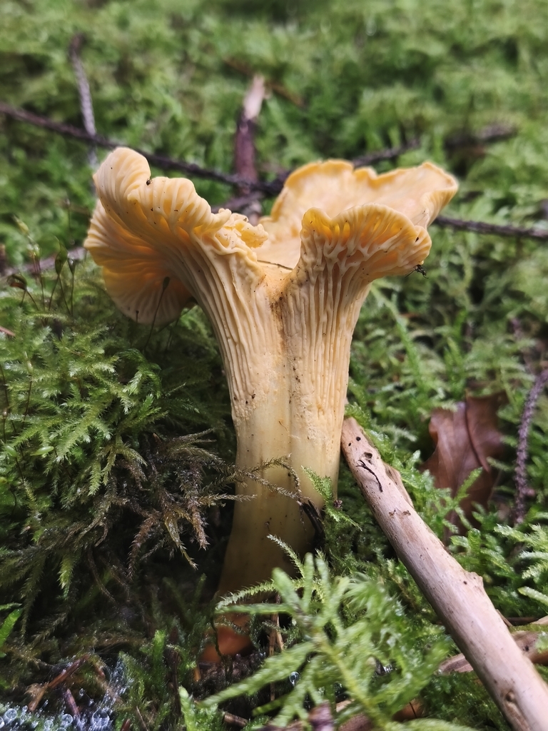 Cantharellus amethysteus