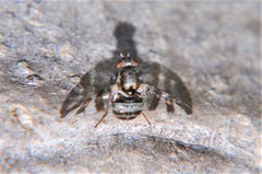 Dyscrasis