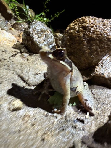 Megophrys major, 2025-11-08