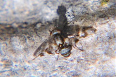 Dyscrasis