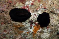 Scutus unguis