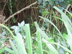 Cissampelos torulosa