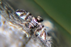 Dyscrasis