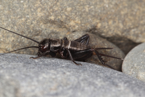Australian Black Field Cricket photo 3