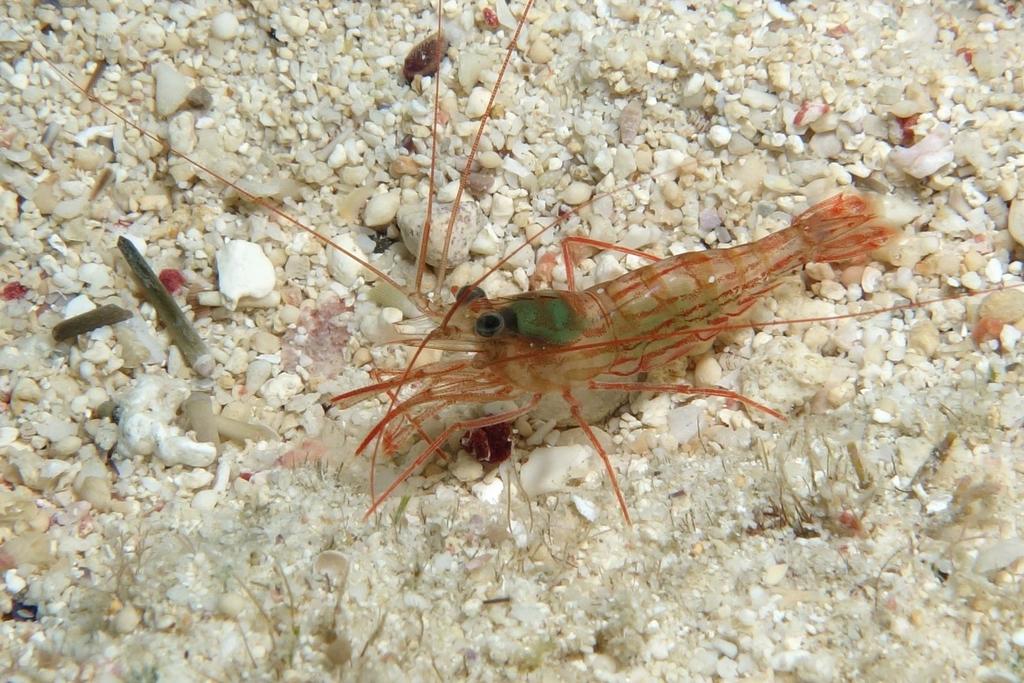 Lysmata lipkei