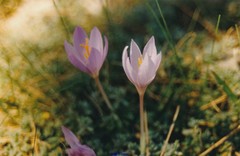 Crocus salzmannii