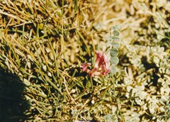 Astragalus incanus nummularioides