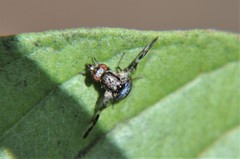 Dyscrasis