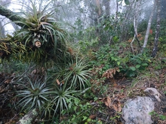 Tillandsia utriculata