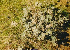 Marrubium supinum