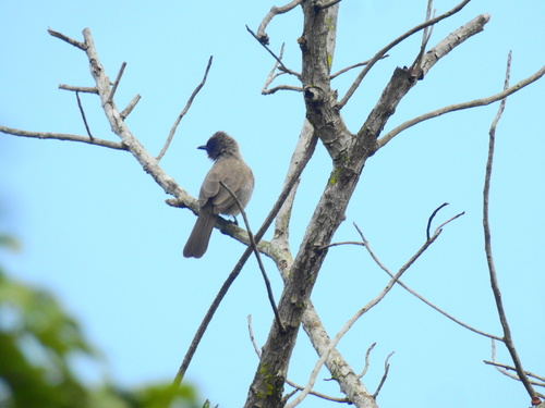Pycnonotus barbatus inornatus