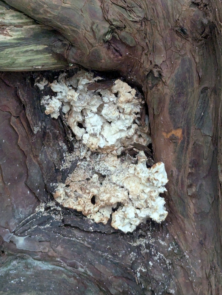 Laetiporus sulphureus · November 2025 · photo: © pilmar (iNaturalist, cc0)