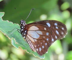 Graphium leonidas
