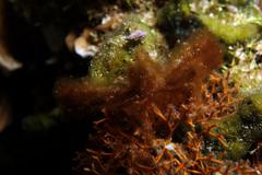 Achaeus japonicus