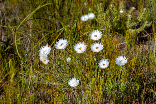 Edmondia sesamoides, photograph 6