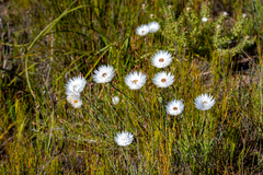 Edmondia sesamoides, photograph (c) magriet b, some rights reserved (CC BY-SA)
