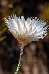 (c) magriet b, some rights reserved (CC BY-SA) Edmondia sesamoides, photograph (c) magriet b, some rights reserved (CC BY-SA)