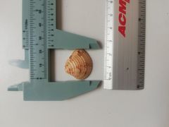 Chione elevata